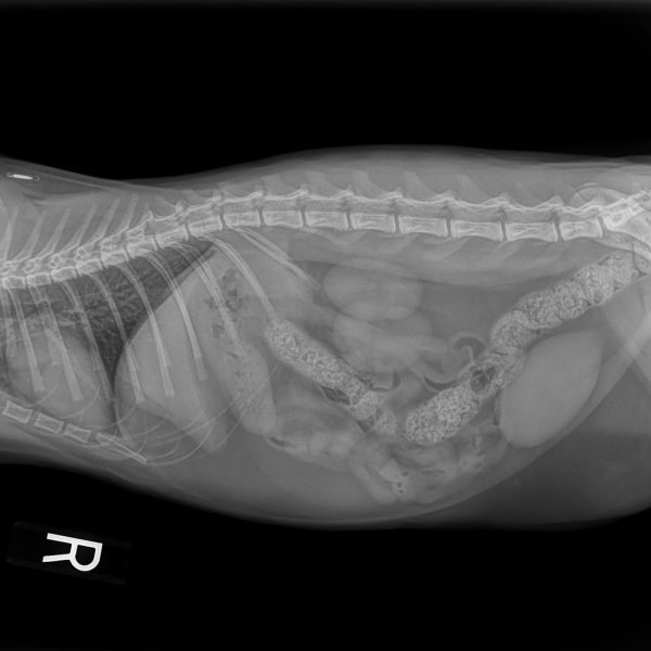 normal-cat-thorax-and-abdomen